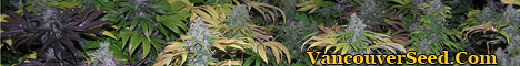 www.vancouverseed.com www.vancouverseed.com