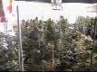 /archive/images/2336shows-Islandgrow1b.jpg