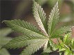 /archive/images/4430shows-160x120_marijuana2.jpg
