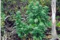 #1002 Skunk X Jamaican (In/Out)