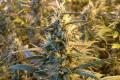 #1075 Island Sweet Skunk