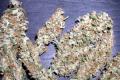 #1075 Island Sweet Skunk