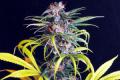 #1075 Island Sweet Skunk