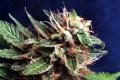#1076 Romulan x Island Sweet Skunk