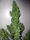 #1076 Romulan x Island Sweet Skunk