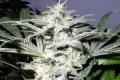 #1077 Grapeskunk
