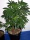 #1077 Grapeskunk