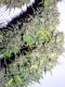 #1077 Grapeskunk
