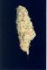 #110 Dutch Treat x Skunk#1