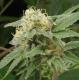 #1182 SAGE 'N SOUR