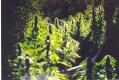 #1183 SS Early Bud