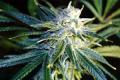 #1188 Grapefruit Haze