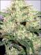 #1190 Romulan Haze