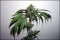 #1190 Romulan Haze