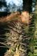 #1207 Sativa Diablo