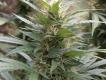 #1208 Indica Diablo