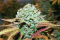 #1277 Blueberry NL