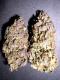 #1312 Purple Pineberry F1