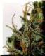 #192 California Indica