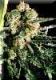 #206 Sensi Skunk
