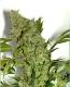 #337 Chronic