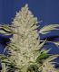 #337 Chronic