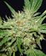 #337 Chronic
