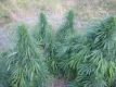 #370 Early Sativa
