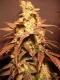 #372 Dutch Treat x NL