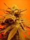 #372 Dutch Treat x NL