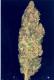 #395 Dutch Treat