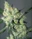 #406 White Russian