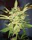 #406 White Russian