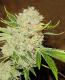 #406 White Russian