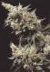 #411 Hash Plant