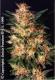 #46 White Widow