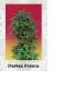 #50 Durban Poison