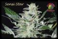 #527 Sensi Star