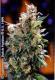 #56 California Orange