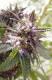 #613 New Purple Power