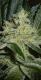 #707 Mendocino Madness