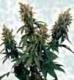 #728 Blueberry
