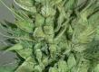 #743 Early Durban