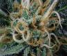 #749 Mixed Sativa Divas