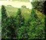 #758 Ruderalis Skunk