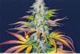 #827 Dutch Treat x Purple Skunk