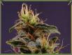 #870 NYC Diesel
