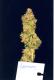 #98 Lemon Skunk