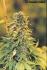 #190 Big Bud