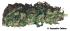 #190 Big Bud